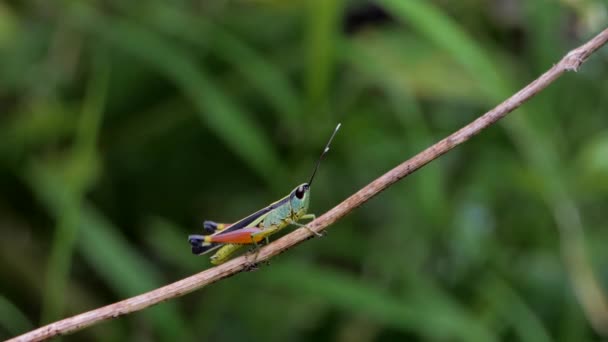 Gafanhoto Arroz Hieroglyphus Banian Ramo Floresta Tropical — Vídeo de Stock