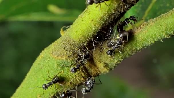 Zwarte Mier Paratrechina Longicornis Proberen Jagen Bladluizen Bruine Planthopper Uit — Stockvideo