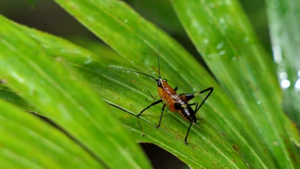 Larve Der Reisheuschrecke Hieroglyphus Banian Auf Blättern Tropischen Regenwald — Stockvideo