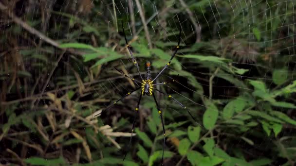 ジョロウグモ Pilipes クモは熱帯雨林では Web 上の黄金の Orb Web スパイダーの種 — ストック動画