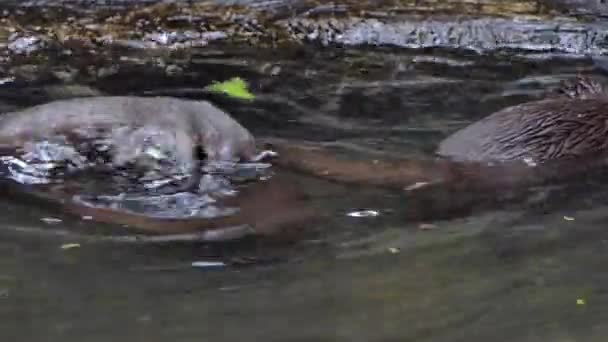 Små Klöst Otter Aonyx Cinereus Simning Creek Tropisk Regnskog — Stockvideo