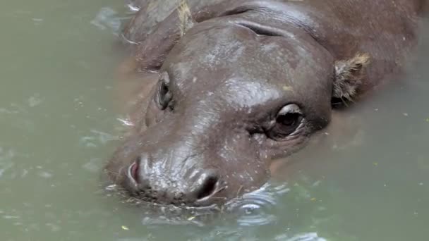Pigmeu Hippopotamus Choeropsis Liberiensis Nadando Rio Natureza — Vídeo de Stock
