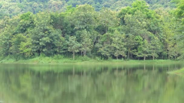 Baum Wald Und Wasserspiegelung Nationalpark Dolly Konzept — Stockvideo