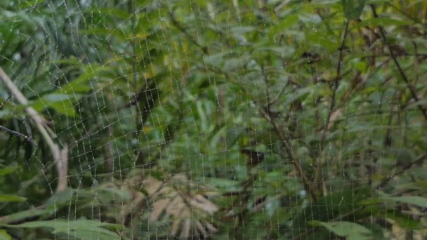 Nephila pilipes spider, est une espèce d'araignée orbe-toile dorée, sur toile dans la forêt tropicale humide .