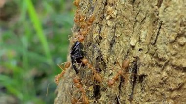 Tropikal yağmur ormanlarında ağaç üzerinde kırmızı karınca (Oecophylla smaragdina Fabricius) taşıma gıda. 