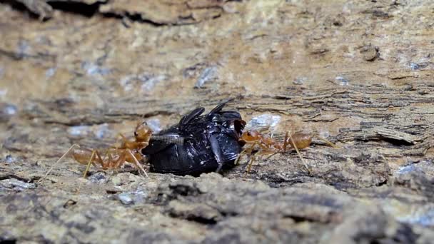 Hormiga Roja Oecophylla Smaragdina Fabricius Que Lleva Alimento Árbol Selva — Vídeo de stock