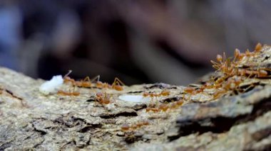 Tropikal yağmur ormanlarında ağaç üzerinde kırmızı karınca (Oecophylla smaragdina Fabricius) taşıma gıda. 