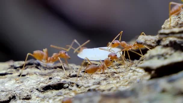 Красный Муравей Oecophylla Smaragdina Fabricius Несущий Пищу Дереве Тропическом Дождевом — стоковое видео