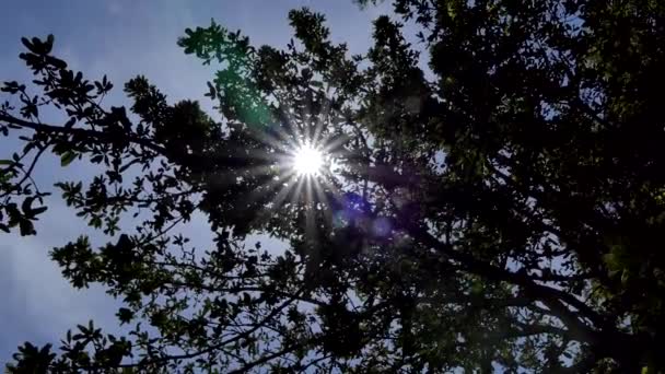Luce Solare Splendente Che Irrompe Tra Gli Alberi Nella Foresta — Video Stock