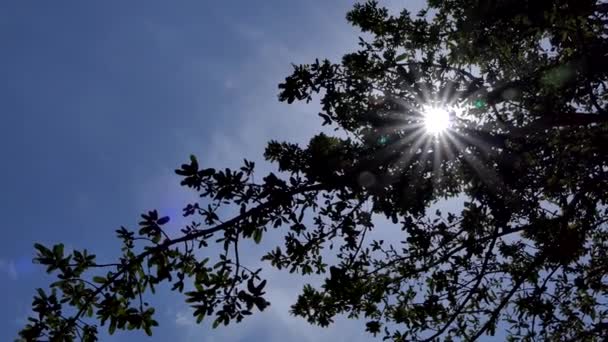 Luce Solare Splendente Che Irrompe Tra Gli Alberi Nella Foresta — Video Stock