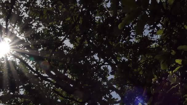 Dolly Shot Luce Solare Radiante Che Irrompe Tra Gli Alberi — Video Stock