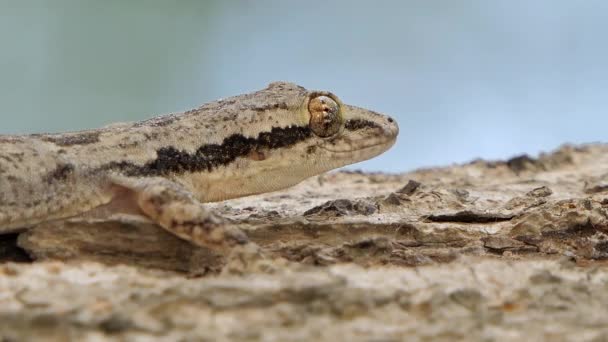 熱帯雨林の木の上のトカゲ — ストック動画