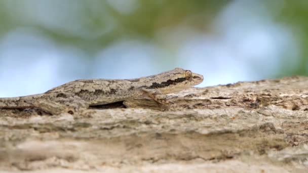 Lagarto Árbol Selva Tropical — Vídeo de stock