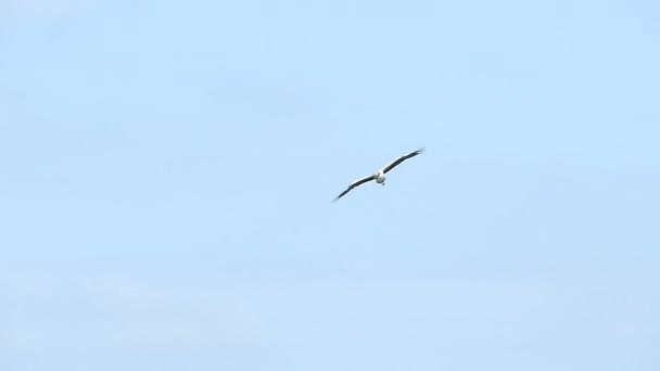 Asian Open Billed Bird Anastomus Oscitans Voando Céu Azul Parque — Vídeo de Stock