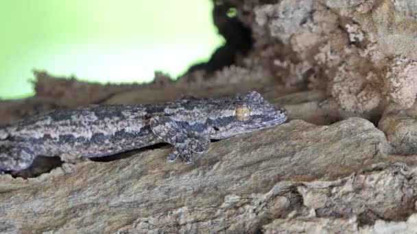 热带雨林树上的蜥蜴 — 图库视频影像