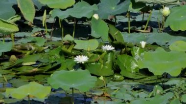 Dolly kadeh beyaz lotus çiçeği huzurlu gölet.