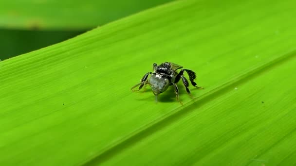 Little Bee Apis Florea Green Leaf Tropical Rain Forest — Stock Video