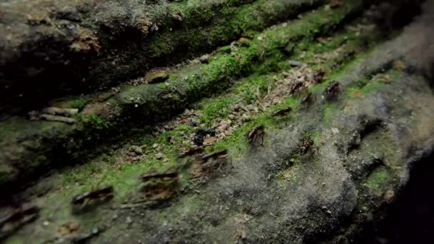 Multitud Hormigas Negras Caminando Sobre Madera Vieja Selva Tropical — Vídeo de stock