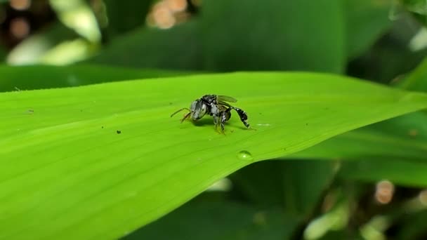Маленькая Пчелка Apis Florea Зеленом Листе Тропическом Лесу — стоковое видео