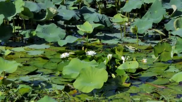 Dolly Tiro Flor Loto Blanco Tranquilo Estanque — Vídeos de Stock