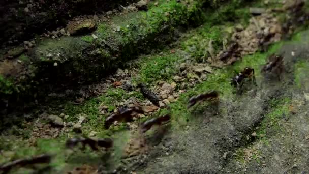 Multitud Hormigas Negras Caminando Sobre Madera Vieja Selva Tropical — Vídeos de Stock