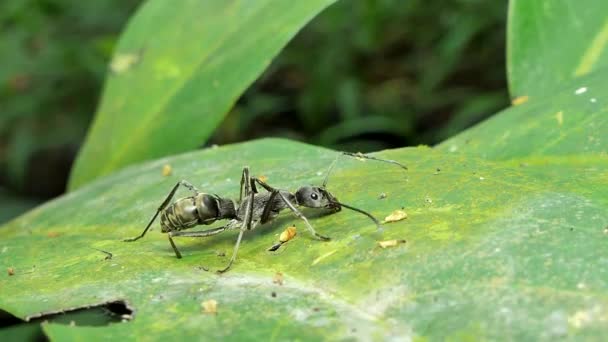Hormiga Cosechadora Hormiga Negra Pheidole Sobre Hoja Selva Tropical — Vídeo de stock