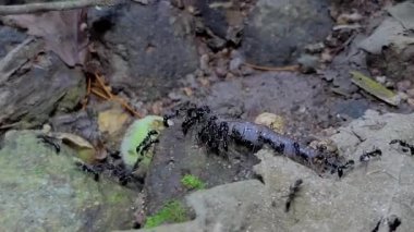 Tropikal yağmur ormanlarında solucan taşıyan kalabalıklar siyah karınca (Iridomyrmex anceps). 