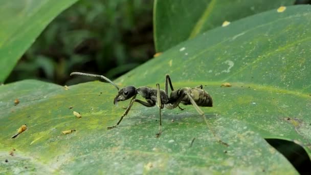 Harvestor Ant Czarna Mrówka Samiec Liść Tropikalnym Lesie Deszczowym — Wideo stockowe