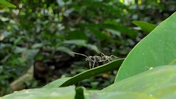 Fourmi moissonneuse, fourmi noire (Pheidole sp.) sur les feuilles dans la forêt tropicale .