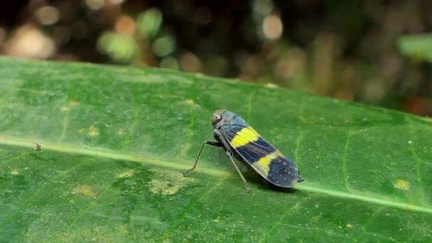 Zelená Rýže Leafhopper Nephotettix Cincticeps Zelený List Tropickém Deštném Pralese — Stock video