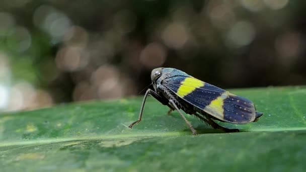 Zelená Rýže Leafhopper Nephotettix Cincticeps Zelený List Tropickém Deštném Pralese — Stock video