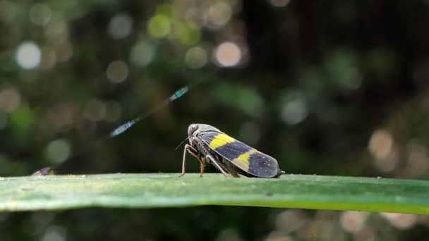 绿稻叶蝉 Nephotettix 在热带雨林绿叶上的研究 — 图库视频影像