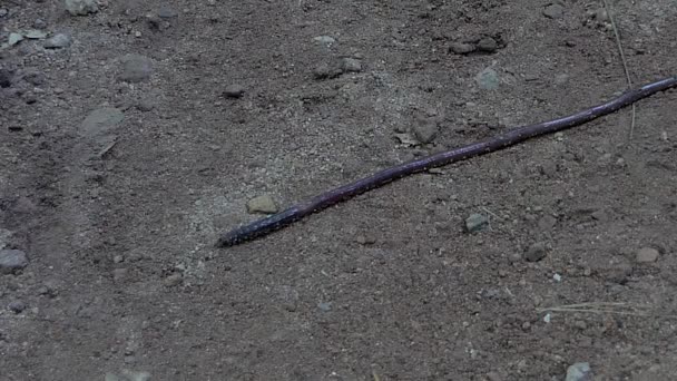 Earthworm Přechodem Půdě Tropickém Deštném Pralese — Stock video