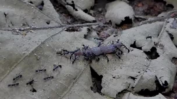Πλήθη Μαύρο Μυρμήγκι Iridomyrmex Anceps Που Μεταφέρουν Γεωσκωλήκων Τροπικού Δάσους — Αρχείο Βίντεο