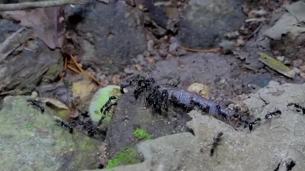 Schwarzer Ameisenschwarm Iridomyrmex Anceps Trägt Regenwurm Tropischen Regenwald — Stockvideo