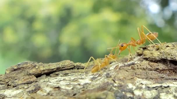 红蚂蚁 Oecophylla Smaragdina 法布里丘斯 在热带雨林树上 — 图库视频影像