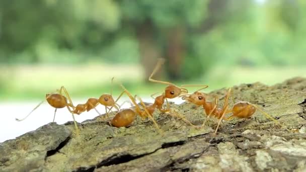 Tropikal Yağmur Ormanlarında Ağaç Üzerinde Kırmızı Karınca Oecophylla Smaragdina Fabricius — Stok video