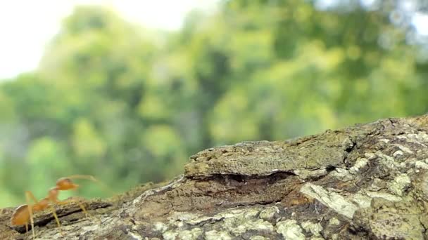 Hormiga Roja Oecophylla Smaragdina Fabricius Árbol Selva Tropical — Vídeos de Stock