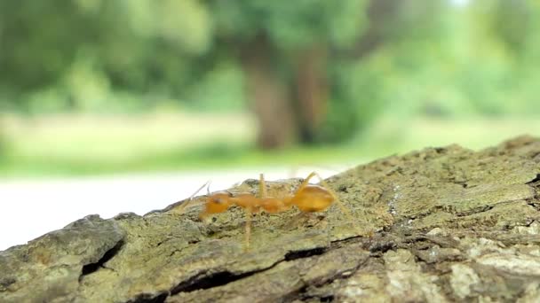 Κόκκινο Μυρμήγκι Oecophylla Smaragdina Fabricius Δέντρο Στο Τροπικό Δάσος Της — Αρχείο Βίντεο