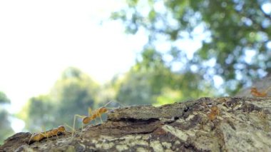 Kırmızı karınca (Oecophylla smaragdina Fabricius) ağacındaki tropikal yağmur ormanlarında yürüyüş. 