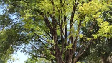 Ağaçlar tropikal yağmur ormanlarında. kavram dolly vurdu 