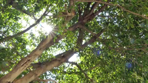 Luz Solar Radiante Rompendo Árvores Floresta Tropical — Vídeo de Stock