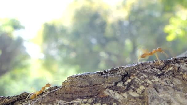 Červený Mravenec Oecophylla Smaragdina Fabricius Chůze Strom Tropickém Deštném Pralese — Stock video