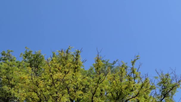 Treetop Vinden Tropisk Regnskog — Stockvideo
