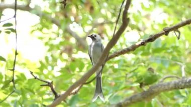 Tropikal yağmur ormanlarında şube küllü çaylak herif kuş (Dicrurus leucophaeus).