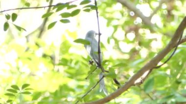 Tropikal yağmur ormanlarında şube küllü çaylak herif kuş (Dicrurus leucophaeus).