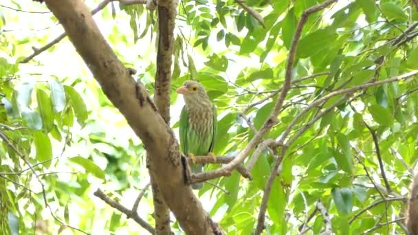 Kupferschmied Berberitzenvogel Megalaima Haemacephala Auf Ast Tropischen Regenwald — Stockvideo