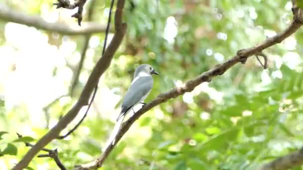 Monika Dronga Pták Dicrurus Leucophaeus Větvi Tropickém Deštném Pralese — Stock video