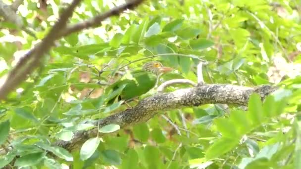 Χαλκουργός Barbet Πουλί Megalaima Haemacephala Στο Υποκατάστημα Στο Τροπικό Δάσος — Αρχείο Βίντεο