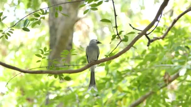 熱帯雨林の枝に粉を吹いたオウチュウ鳥 Dicrurus Leucophaeus — ストック動画